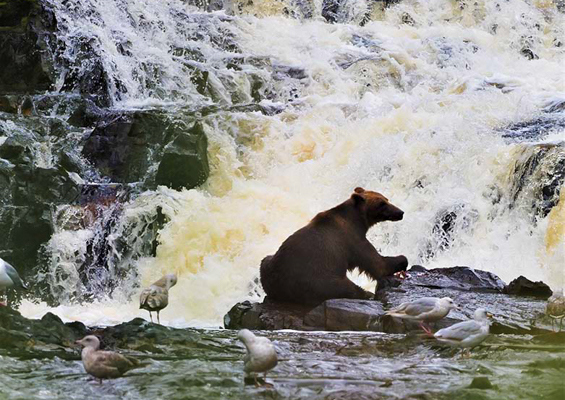 Above Beyond Alaska Fortress Of The Bears Waterfall Creek Bear Tour Slider Bear And Waterfall