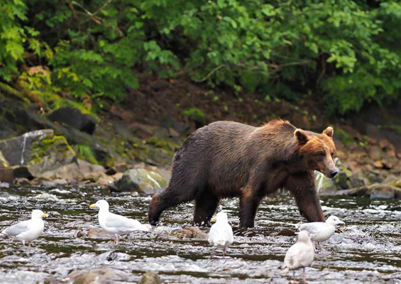 Above Beyond Alaska Fortress Of The Bears Waterfall Creek Bear Tour Slider Bear Finding Salmon