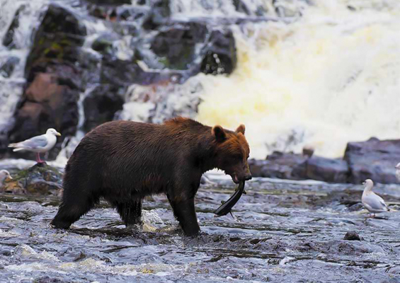 Above Beyond Alaska Fortress Of The Bears Waterfall Creek Bear Tour Slider Bear With Food