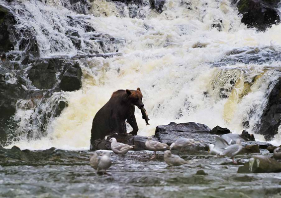 Above Beyond Alaska Fortress Of The Bears Waterfall Creek Bear Tour Slider Bear With Salmon