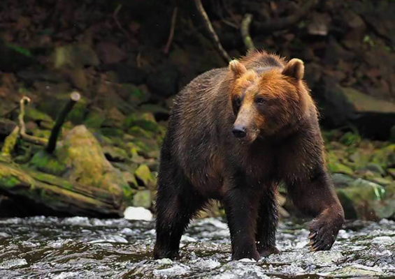 Above Beyond Alaska Fortress Of The Bears Waterfall Creek Bear Tour Slider Brown Bear