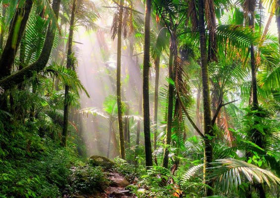 Jerrysadventure Hidden Waterfall Hike Adventure Slider Rainforest
